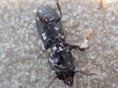 Scarites vicinus