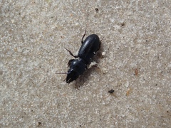 Scarites vicinus