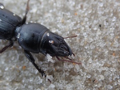 Scarites vicinus