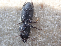 Scarites vicinus