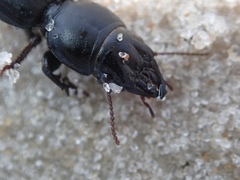 Scarites vicinus