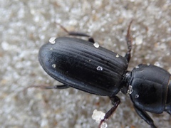 Scarites vicinus