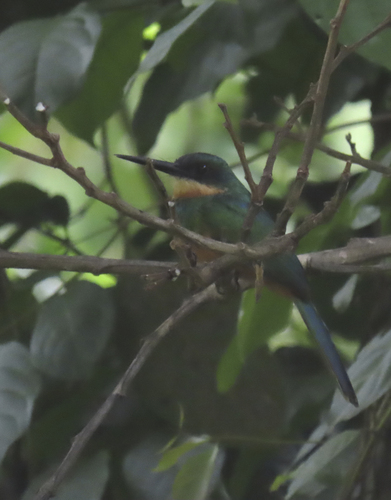 Rufous-tailed Jacamar