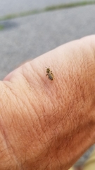 Lasioglossum pilosum