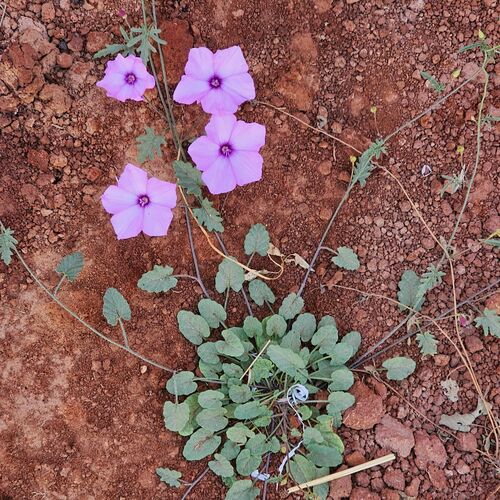 Mallow Bindweed
