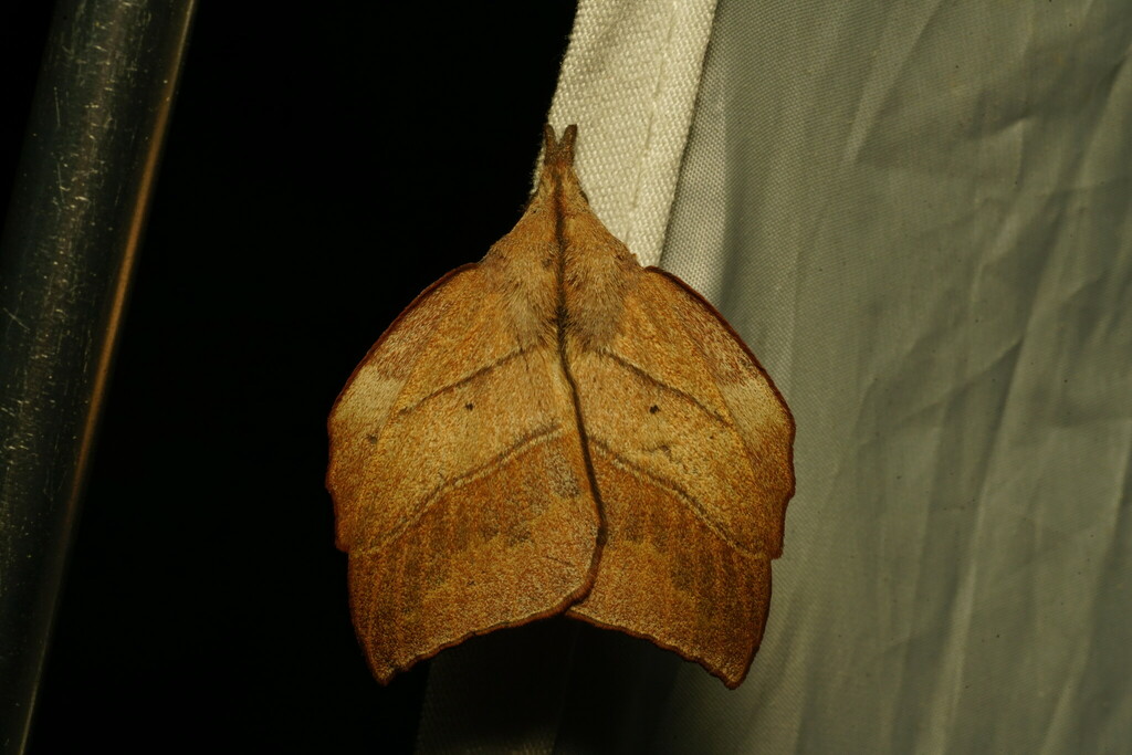 Arguda horishana