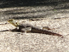 Agama dodomae