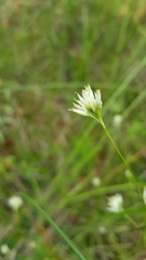 Rhynchospora alba
