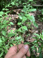 Carex echinodes