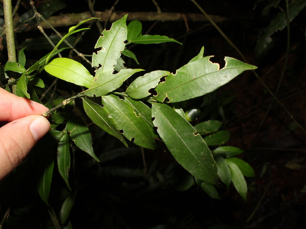 Faramea myrticifolia