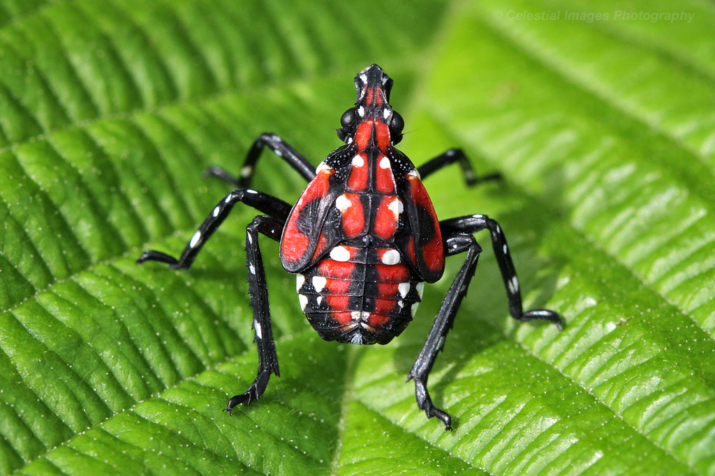 Lycorma