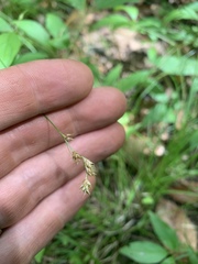 Carex echinodes