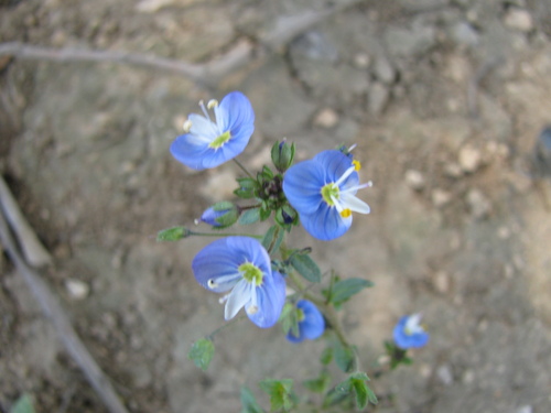 Image of Veronica syriaca by (c) Nachman bones, some rights reserved (CC BY)