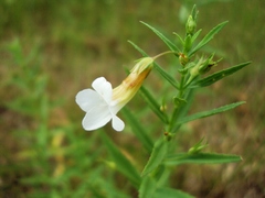 Gratiola officinalis