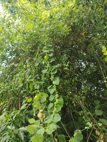 Passiflora elegans, photograph 6