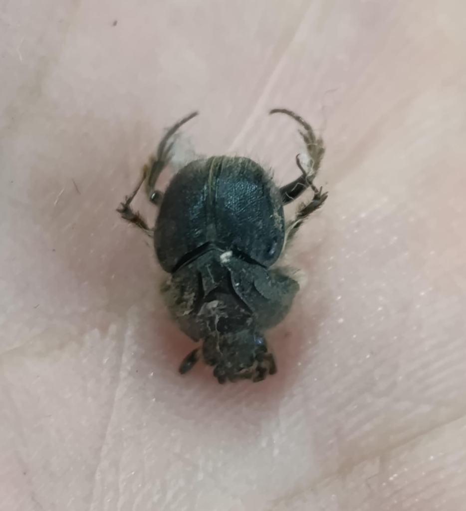 Neoathyreus lanei