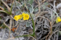 Physaria arctica