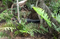 Acrostichum danaeifolium