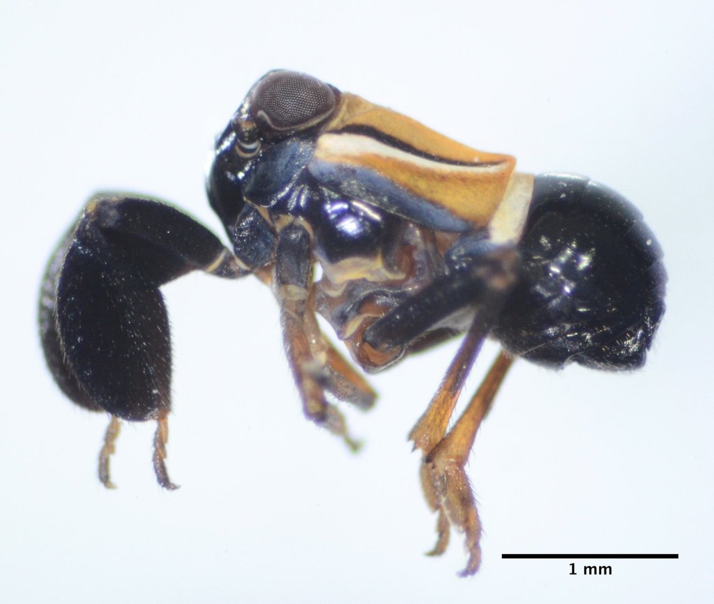 Bonelli caliscelid