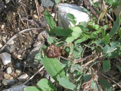 Bavarian clover (Trifolium badium)