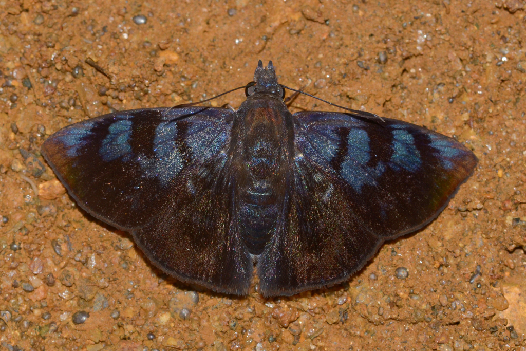 Pellicia