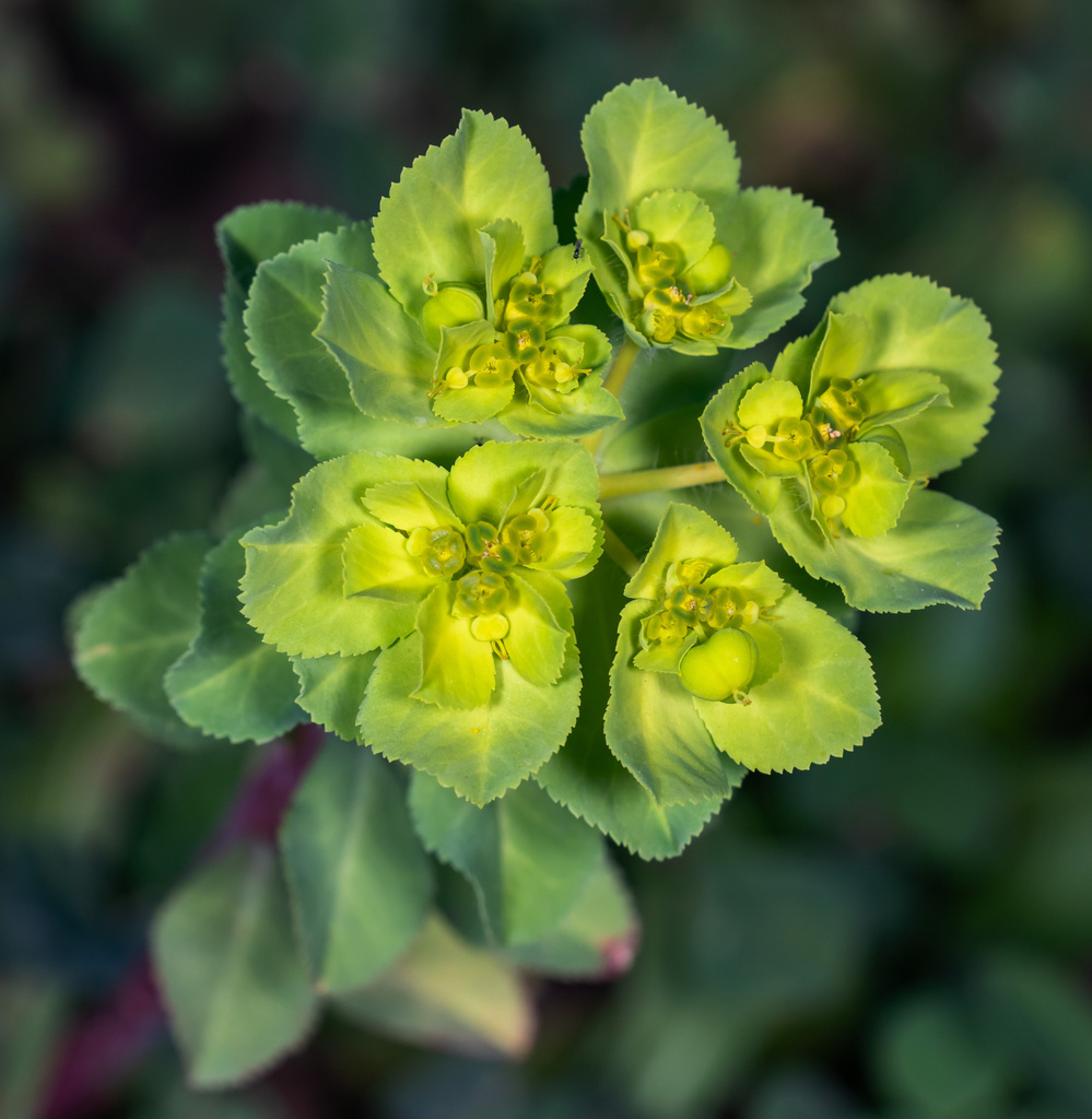 Euphorbia helioscopia — a medium houseplant, prefers full sun light