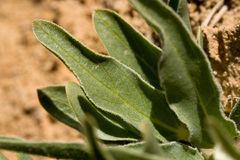 Asclepias involucrata