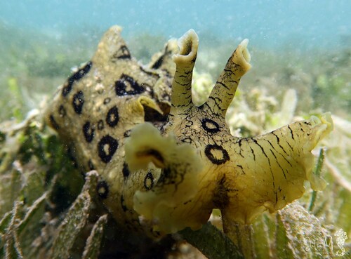 spotted seahare