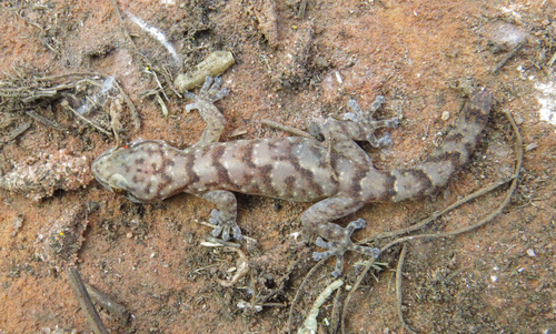 Broadley’s Rock Gecko, Afroedura broadleyi