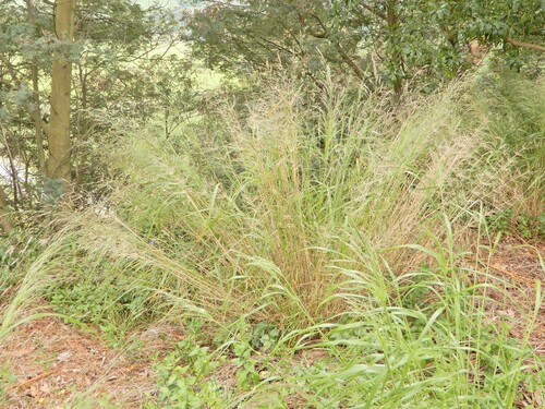 Image of Oloptum thomasii by (c) Grey Smith, some rights reserved (CC BY)