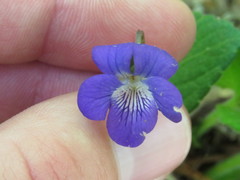 Viola fimbriatula