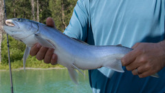 Salvelinus malma