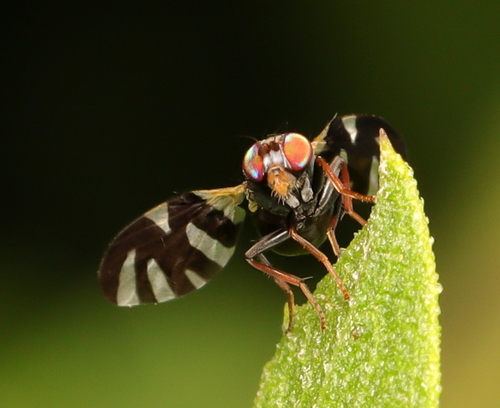 Sixspot Fruitfly photo 2