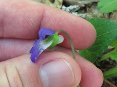 Viola fimbriatula