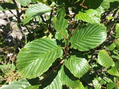 Rhamnus alpina