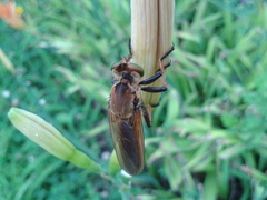 Cophinopoda