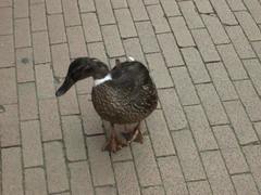 Anas platyrhynchos domesticus