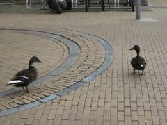 Anas platyrhynchos domesticus