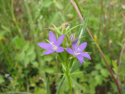 Image of Legousia pentagonia by (c) Nachman bones, some rights reserved (CC BY)
