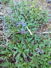 Penstemon heterodoxus