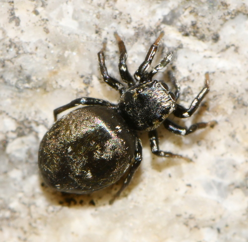Heliophanus kochii