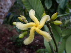 Tabernaemontana retusa (Tabernaemontana retusa)