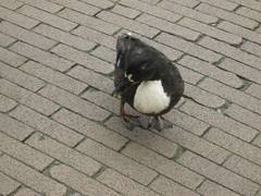 Anas platyrhynchos domesticus