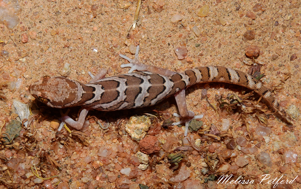Large-scaled Banded Gecko