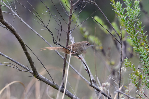 Grey Emutail (Bradypterus seebohmi), photo 3