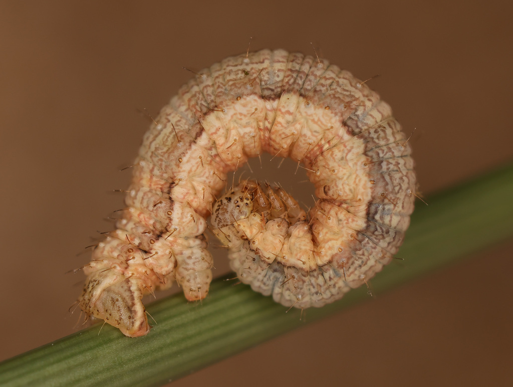 Yellow Shell Moth