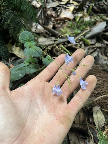 Streptocarpus kirkii