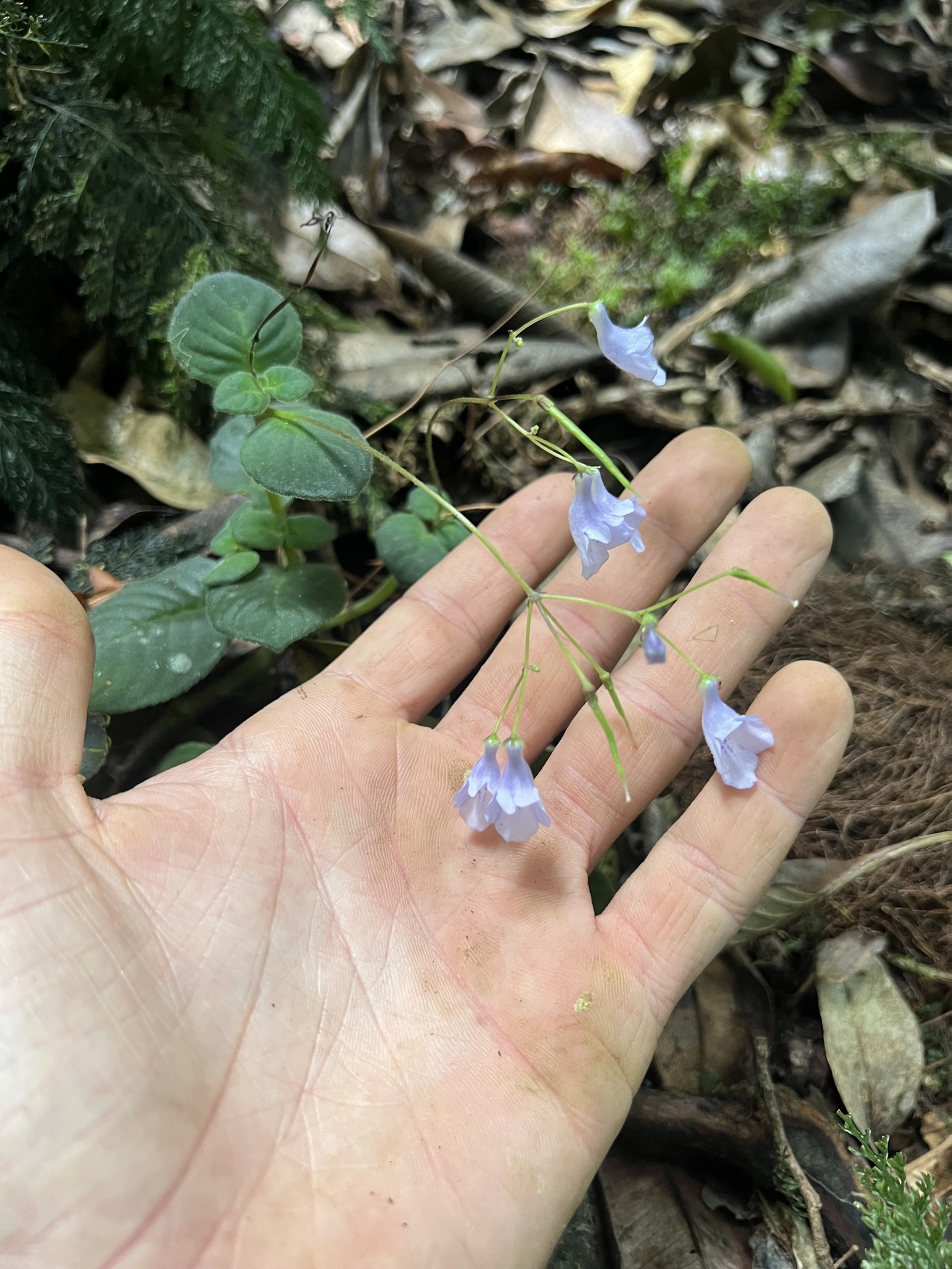 Streptocarpus kirkii