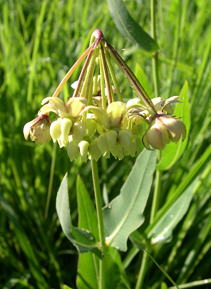 Asclepias meadii