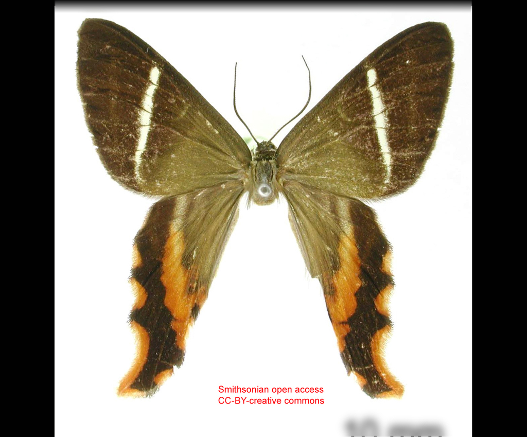 Erateina aida